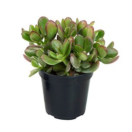 Altman Plants, Crassula Ovata Jade Plant Live Succulent Plant, Money Tree Plant Indoor Live Succulents Plants Live Plants, Jade Plants Live Indoor Potted Money Plant Indoor Plants Live Houseplants