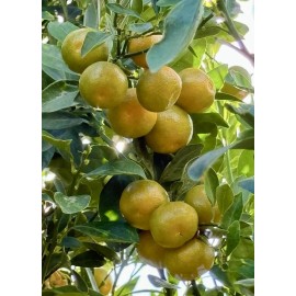 Home-Growth Meiwa Kumquat, Green Round Kumquat - 10 Seeds 2024 - USA