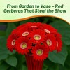 Outsidepride Red Gerbera Seeds - 20 Pcs Perennial, Compact &