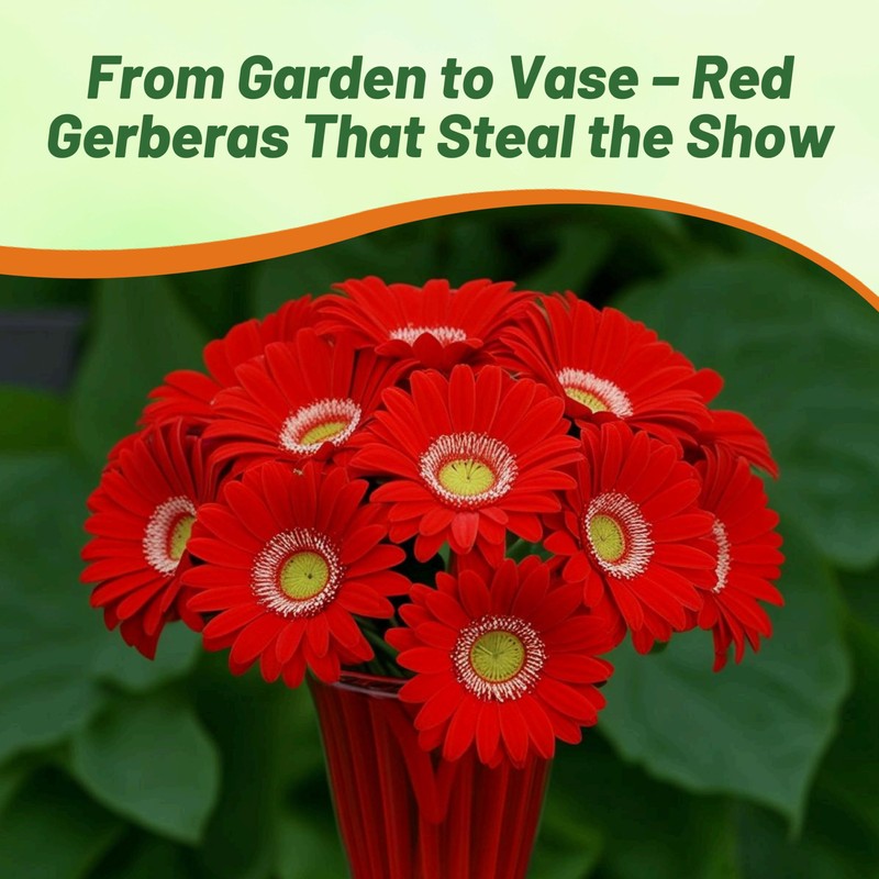 Outsidepride Red Gerbera Seeds - 20 Pcs Perennial, Compact &