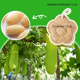 QFGasre 2PCS Travel Loofah Exfoliating Body Scrubber Made with Natural Egyptian Shower Loofah Sponge Shower Exfoliator for Women and Men