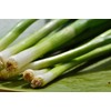 NIKA SEEDS - Vegetable Welsh Onion Bunching Green - 300