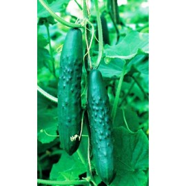 RAISE ME UP: Seeds Cucumber April F1 Self-Pollinated 45 Days for Pickling Indoor Non GMO Heirloom