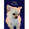 Chihuahua Birthday Card