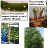 CZ Grain 2 Basket Willow Bush Cuttings Salix Purpurea Prized