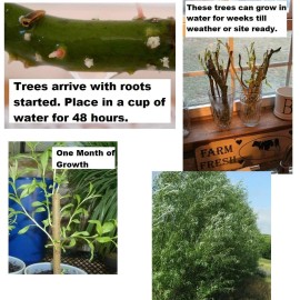 CZ Grain 2 Basket Willow Bush Cuttings Salix Purpurea Prized for Branches to Make Baskets