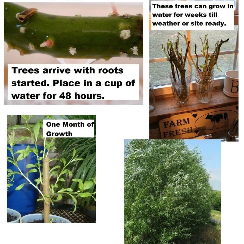 CZ Grain 2 Basket Willow Bush Cuttings Salix Purpurea Prized