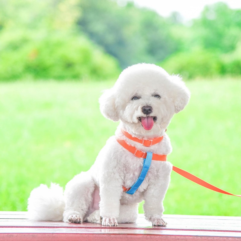 AIITLE Upgraded Dog Harness with Lead, No Pull Adjustable Lightweight