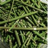 MAJCKA4 COLA DE CABALLO ½ oz. ENTERO Hierbas HORSETAIL SHAVEGRASS