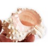 Set of 12 Large Pink Murex Shell 4-4 1/2" Beach