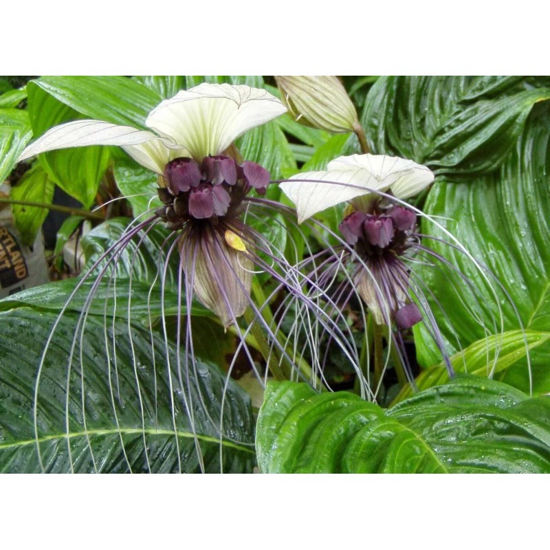 Buy Rare Seeds Tacca integrifolia | White Bat Flower |