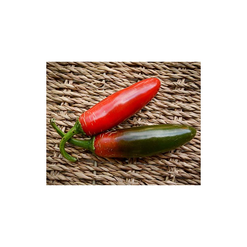 Sport Pepper Premium Seeds for Planting Packet Record Hottest in