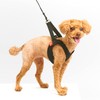 Anifull Anisapo Harrest Black X-Small Dog Size XS
