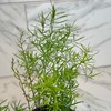 Asparagus Densiflorus Sprengeri Fern, 4" Plant