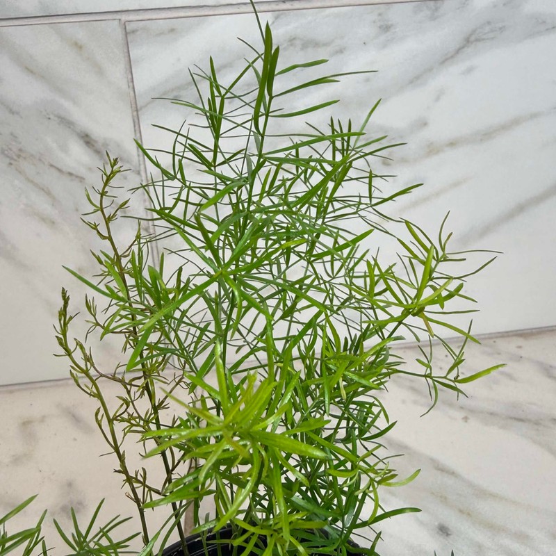 Asparagus Densiflorus Sprengeri Fern, 4" Plant