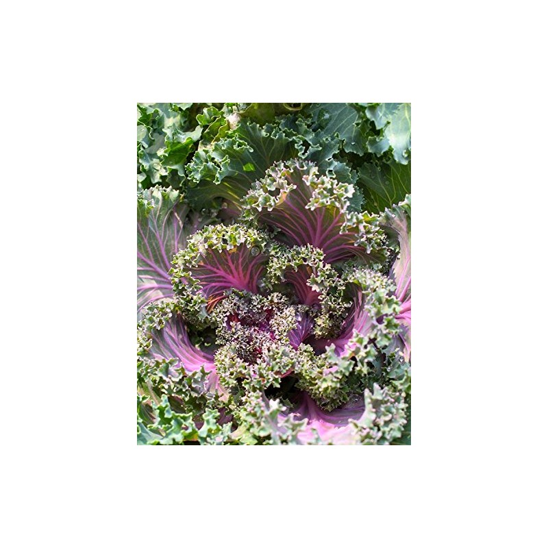 Kale Red Russian Great Heirloom Vegetable by Seed Kingdom BULK1