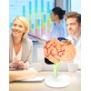 QWORK® Human Brain Anatomy Model, 31-Piece Realistic Detailed Representation, Easy