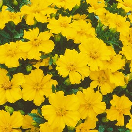 Mexican Tarragon Seeds - 1 Oz ~15000 Seeds - Non-GMO, Heirloom - Herb Garden - Tagetes lucida