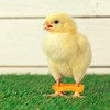 IMIKEYA Pack of 12 Chick Leg Braces Spreader Legs Humpel