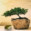 Relaxdays 2 x Garden Figurine Frog Weatherproof for Balcony, Patio,