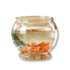 Lov Sawar Goldfish Bowl, Plastic, Cat Fishbowl, Goldfish, Goldfish, Goldfish, Aquarium, Medallion Pot, Terrarium, Unbreakable, Transparent, Lightweight, Stylish, Cute, Interior (M (Diameter 7.1 x