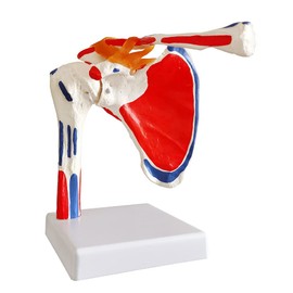 Evotech Shoulder Joint Model W/Muscle Insertions & Origins Painted, Medical Anatomy Skeleton Natural Cast For Accurate Representation, Life Size for Doctors Educational Tool, Medical Teaching Learning