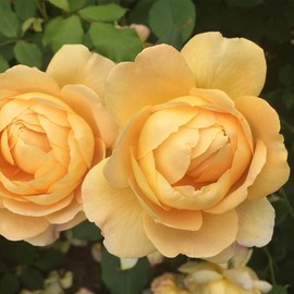 Heirloom Roses David Austin Rose Plant - Golden Celebration® Yellow Rose Bush, Live Roses Plant for Outdoor Planting