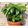 KIRA SEEDS - Arabian Coffee Tree - Mountain Plant -