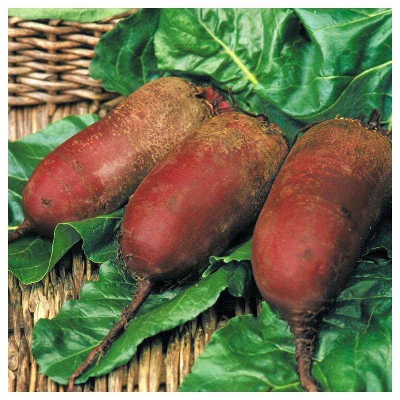 Everwilde Farms - 1 Oz Cylindra Beet Seeds - Gold