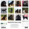 Newfoundlands 2026 12" x 12" Wall Calendar