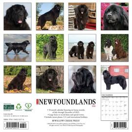 Newfoundlands 2026 12" x 12" Wall Calendar