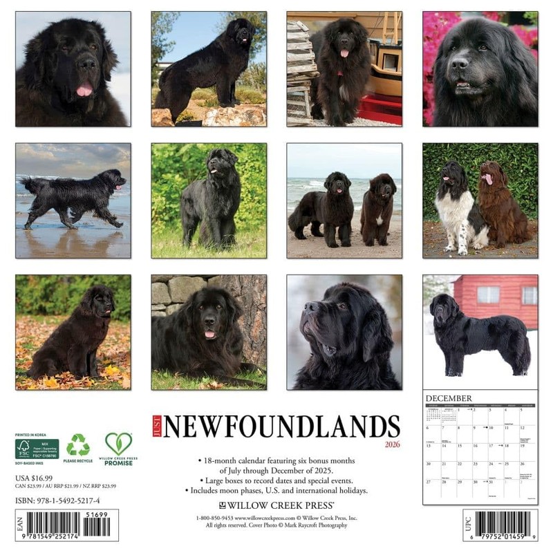 Newfoundlands 2026 12" x 12" Wall Calendar