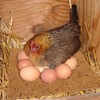 Chicken Nest Pad, 10 Pieces Chicken Nesting Box Liners, 33