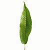 Chestnut Leaves (100 Pieces)