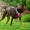 PUPTECK Escape Proof Dog Harness with Padded Handle, No Pull