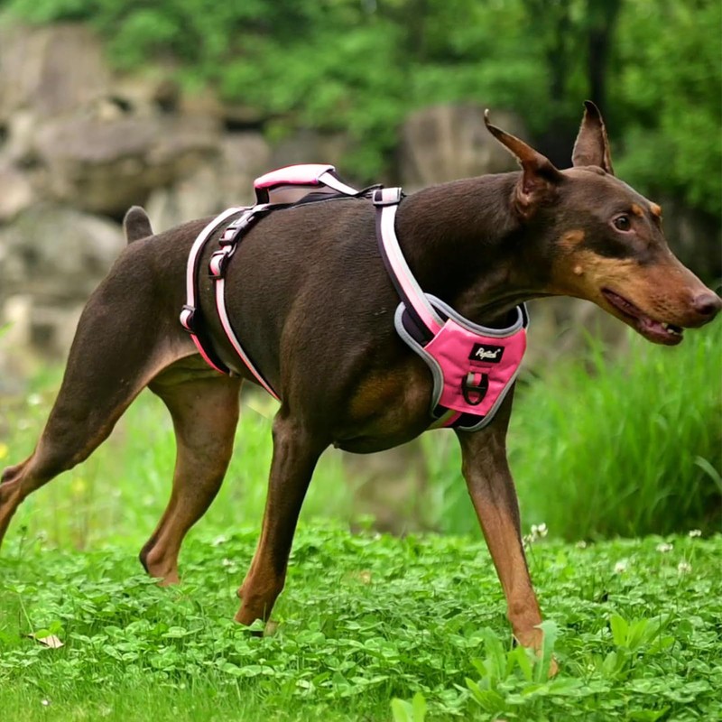 PUPTECK Escape Proof Dog Harness with Padded Handle, No Pull