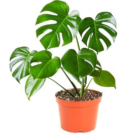 Shop Succulents Monstera Deliciosa Swiss Cheese Plant, Live Indoor Plant, Easy to Grow Split Leaf Houseplant in Grow Pot, Housewarming, Decoration for Home, Office, and Room Decor, 6 Inch