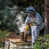 Houston TX Allergy Honey | Local Bee Honey (pure raw