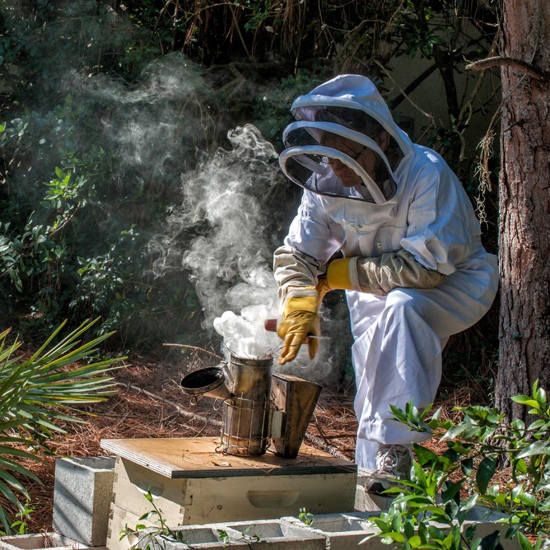 Houston TX Allergy Honey | Local Bee Honey (pure raw