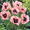 5000+ Mixed Poppy Flower Seeds for Planting-Colorful Masses of Wildflowers