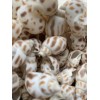 25 Beautiful Babylonia Areolata Shells 1 - 1 1/2" Beach