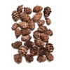 Daichiyouen DO024720-000 Dried Flowers, Tamarac Cone, Natural, Approx. 0.4 inches