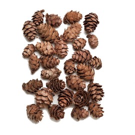 Daichiyouen DO024720-000 Dried Flowers, Tamarac Cone, Natural, Approx. 0.4 inches (1.0 cm), 1.1 oz (30 g)