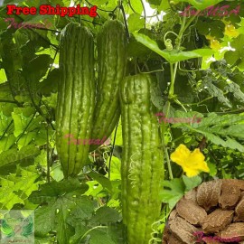 Treevale Vietnam Bitter Gourd, Green Skin Bitter Gourd Seeds | Bitter Melon Seeds - 80 Seeds W/Tracking
