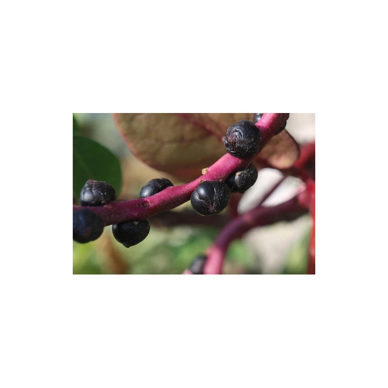 Does Not Apply Red Stem Malabar Spinach Seeds Basella alba