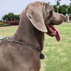Pet Dog Collars Stainless Steel Training Collars Dog Chain Necklace