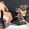 Balacoo Pitbull Breaks Stick Professional Dog No Bite Sticks Toy