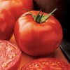 New Yorker Tomato Seeds, 100 Heirloom Seeds Per Packet, Non