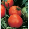 Burpee 'Celebrity' Hybrid Red Tomato Slicer 35 Non-GMO Seeds for
