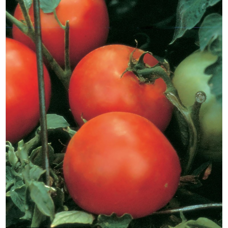 Burpee 'Celebrity' Hybrid Red Tomato Slicer 35 Non-GMO Seeds for